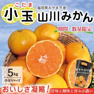 【期間・数量限定】小玉みかん 5kg 山川みかん 小粒みかん 旬みかん 産地直送 農家直送 甘い 濃厚 美味しい こだま 送料無料 おすそ分け こたつみかん