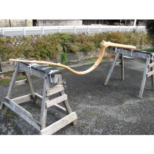 変木 本サルスベリ 3000x61~67~79 : めいぼくや webshop - 通販