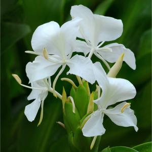 ジンジャーリリー ホワイト 芽出し球根  2個