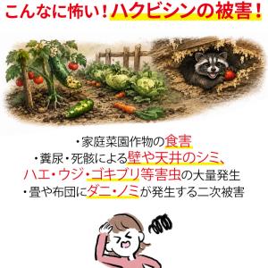 Keep Away ハクビシン、バイバイ! イ...の詳細画像1