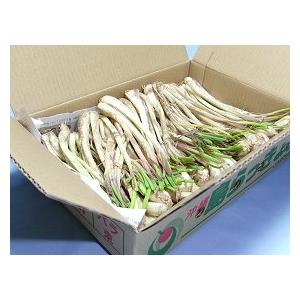 沖縄県産 島らっきょう Ｂ品 約10kg【常温便】③ 2025年収穫開始します😊🏝沖縄⛴伊江産で採れた👨‍🌾島らっきょう10kg