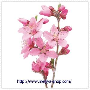 グルメシート　桃　丸　１００枚包装