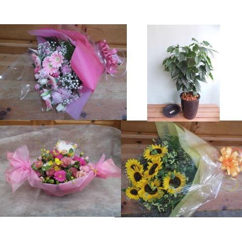 ※徳島市周にのみ　５０００円(税、送料込み５５００円)の商品をお届け！！　生花アレンジ・花束・鉢植え...