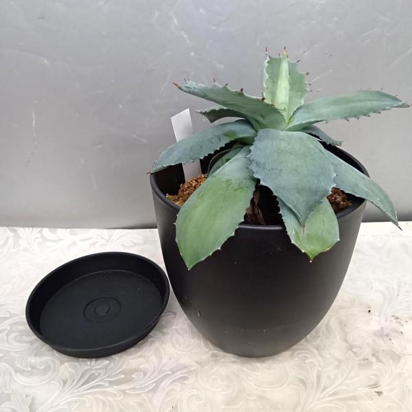 アガペ・イシスメンシス・Agave isthmensis（受け皿付）【育てるのが簡単　お洒落で清潔な...