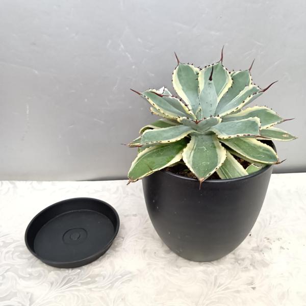 アガペプミラ(Agave pumila) 【育てるのが簡単、清潔な植物】（ブラック受け皿付） 直径２...