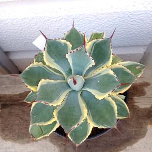 アガペプミラ(Agave pumila) 【育...の詳細画像2