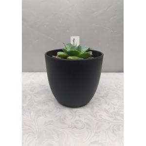 お花屋さん 明花園 多肉植物 サボテン類 リューゼツラン科 観葉植物 屋内で管理する鉢植木 Yahoo ショッピング