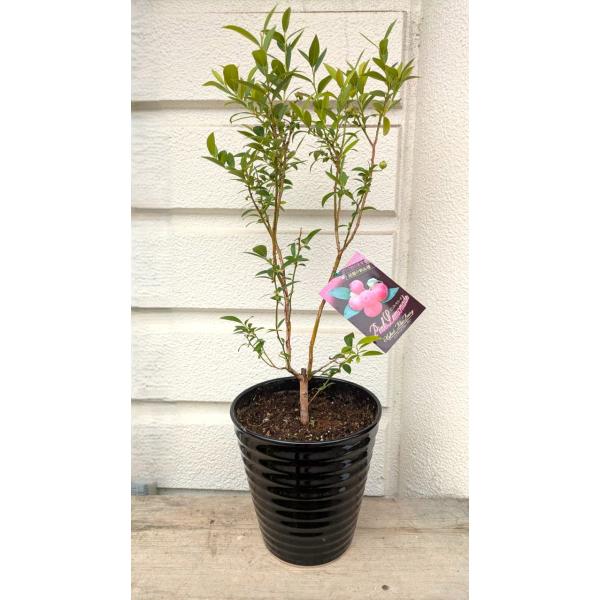 ＊ピンクの実・ブルーベリー・ピンクレモネード陶器植え【実付き】（苗木6プラ鉢)　高さ８０ｃｍ・[果樹...