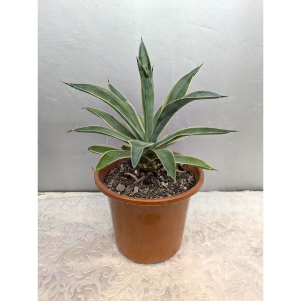 アガペ・ベネズエラ　高さ３５ｃｍ　葉巾２５ｃｍ　６号茶プラ鉢植え