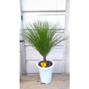 フェイジョア 5号プラ鉢植え ・鉢底から高さ60〜70cm位［果樹