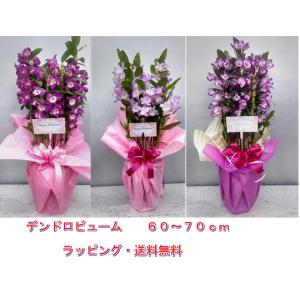 デンドロビューム58〜68cm【送料無料・ラッピング無料・税込み】（デンドロビウム)