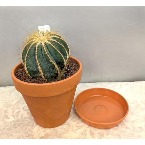 サボテン・英冠丸・素焼き鉢植え（鉢底より高さ：１７ｃｍ〜１９ｃｍ）