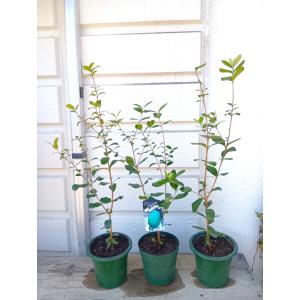 フェイジョア ピポット(R）ゴールデングース 4号ポット 挿し木苗 苗木