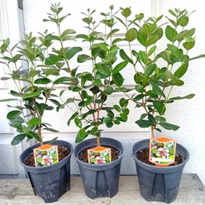 フェイジョア(実生) 6号苗用プラ鉢植え ・鉢...の詳細画像1