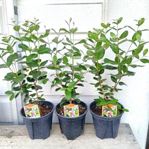 フェイジョア(実生) 6号苗用プラ鉢植え ・鉢...の詳細画像2