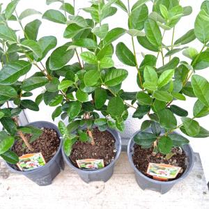 フェイジョア(実生) 6号苗用プラ鉢植え ・鉢...の詳細画像3