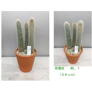 柱サボテン 白いの商品一覧 通販 Yahoo ショッピング