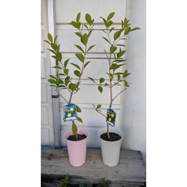 グアバの木　（黄実）鉢底から８５〜90ｃｍ　6号鉢　1個の価格