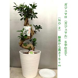幸福が宿る木・ガジュマル　S字仕立て古木風７０~75ｃｍ　受け皿付き【贈り物・御祝などに】