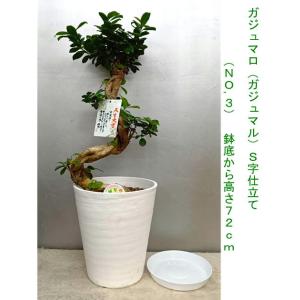 幸福が宿る木・ガジュマル S字仕立て古木風70...の詳細画像1