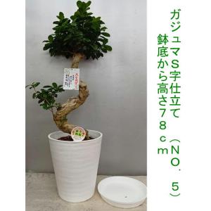 幸福が宿る木・ガジュマル S字仕立て古木風70...の詳細画像3