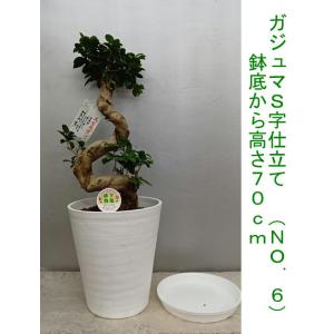 幸福が宿る木・ガジュマル S字仕立て古木風70...の詳細画像4