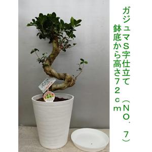 幸福が宿る木・ガジュマル S字仕立て古木風70...の詳細画像5