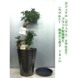 幸福が宿る木・ガジュマル　陶器植え　S字仕立て７8〜８２ｃｍ　受け皿付き【贈り物・御祝などに】