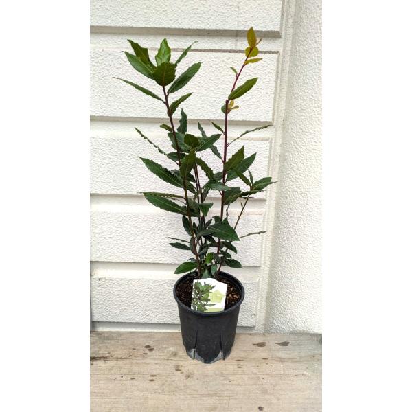 月桂樹(ゲッケイジュ）ローリエ5〜6本植え・５号苗用鉢高さ６０ｃｍ位