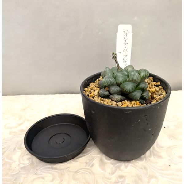 〇多肉の宝石・ハオルチア・パープルオブツーサ　ブラック鉢植え（受け皿付）1個の価格