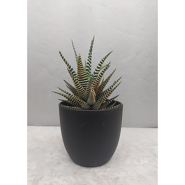 ・ハオルチア・Duval（ツルボラン科・ハオルチア属）鉢底から高さ２０〜２２ｃｍ　1個