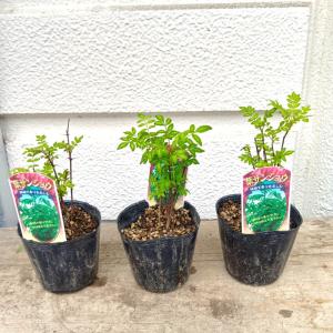 小さな葉山椒・３号ポット苗　根元から高い苗で１０ｃｍから＊3~12cmが５〜６本植え（一個売り）