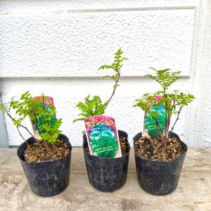 小さな葉山椒・3号ポット苗 根元から高い苗で1...の詳細画像1