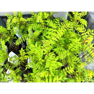 葉山椒・3号ポット苗 根元から高い苗で18cm...の詳細画像2