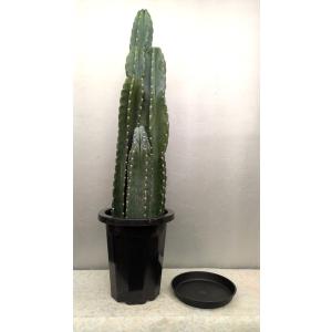 柱サボテン 2本植え 多肉植物 7号鉢/1個売り 観葉植物 鬼面角 鬼面閣