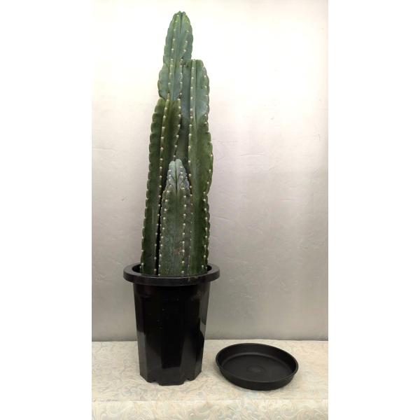 ＊トゲ無し柱サボテン・鬼面角　3本植えプラ鉢植え・ブラック受け皿付・現品売り・３本立ち９4ｃｍ