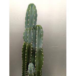 *トゲ無し柱サボテン・鬼面角 3本植えプラ鉢植...の詳細画像1