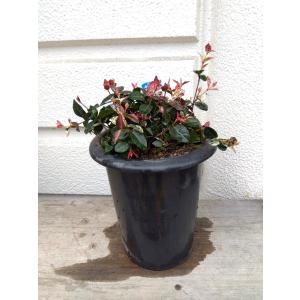 お花屋さん 明花園 Yahoo ショッピング