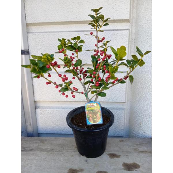クリスマスホーリー６号鉢(B)（葉が少しB級品)・鉢底から高さ５０〜６０ｃｍ位　一個売り　