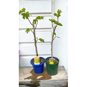 フェイジョア 5号プラ鉢植え ・鉢底から高さ60〜70cm位［果樹
