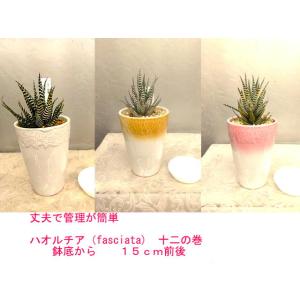 ・ハオルチア・fasciata〈十二の巻）受け皿付き（ツルボラン科・ハオルチア属）高さ２2〜２3ｃｍ...