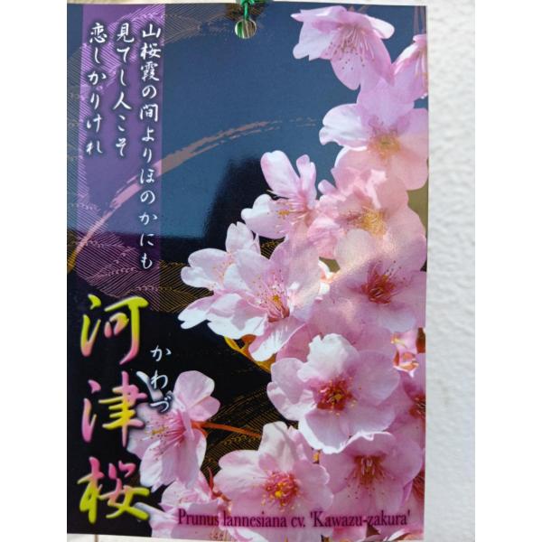 河津桜（カワズザクラ）根元から７０ｃｍ位・早咲き種（5号ポット苗）