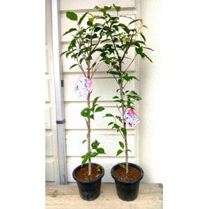 フェイジョア 5号プラ鉢植え ・鉢底から高さ60〜65cm位［果樹
