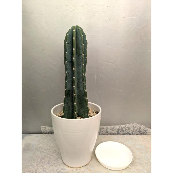 ＊トゲ無し柱サボテン・鬼面角白陶器鉢1本植え・受け皿付・後ろに傷あり現品売り