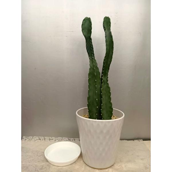 ＊トゲ無し柱サボテン2本立６8cm・鬼面角（現品売り）　白陶器鉢植え・受け皿付