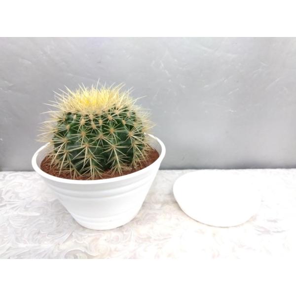 サボテン・金鯱(キンシャチ)【この大きさでこの価格】　白セラアート鉢植え 直径１４ｃｍ以上　受け皿付...