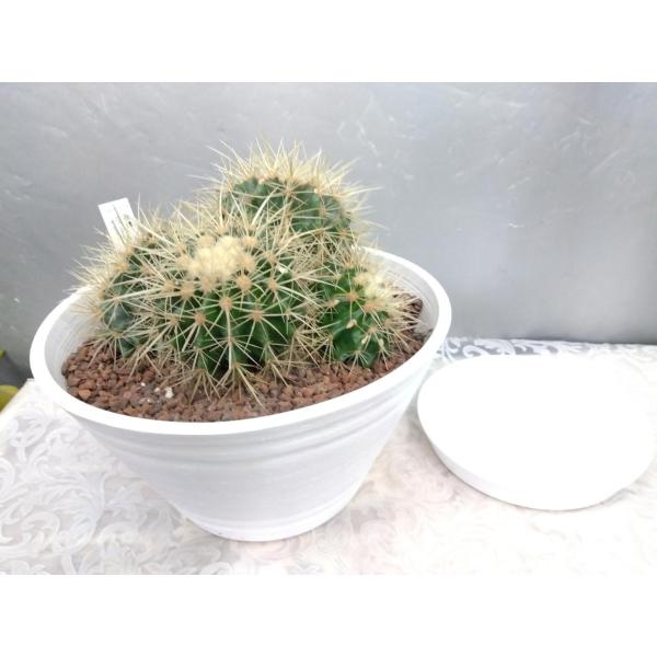サボテン・金鯱(キンシャチ)白セラアート鉢植え 　受け皿付　少し傷有り　現品売り