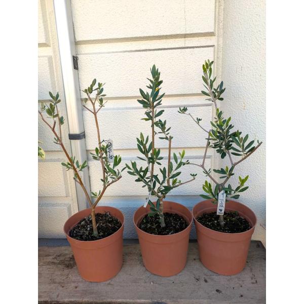 ☆オリーブの木・（ルッカ・シプレシーノ・アーベキーナなど）【現品売り】　 鉢底からの高さ５５~６５ｃ...
