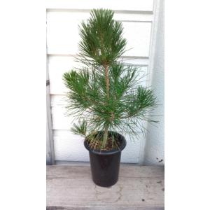 お花屋さん 明花園 松類 黒松クロマツ 赤松アカマツなど 植木類 屋外 室外 庭木など Yahoo ショッピング