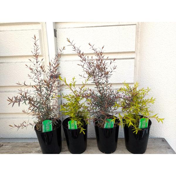 ＊メラレウカ　（レッドジェム・レボリューションゴールド）　５号プラ鉢植え　鉢底からの高さ４０〜６５ｃ...